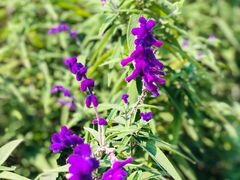 -铁山坪森林公园