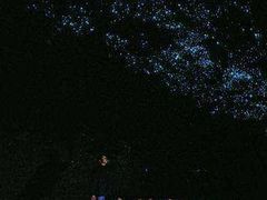 -怀托摩萤火虫洞