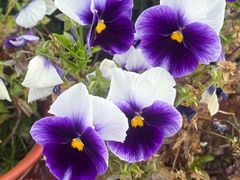 -玛吉阿米·餐吧