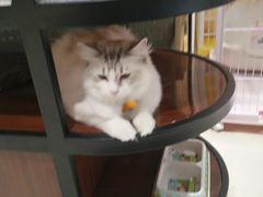 -藏猫猫咖啡主题馆(中央大道店)