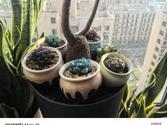 -龙大花卉苗木市场