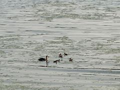 -丁香湖公园