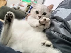 -艾贝尔宠物医院 ·内科全科(梁溪路店)