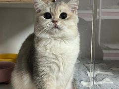 -Bastet sally猫舍购宠(静安店)