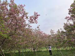 -天适樱花悠乐园