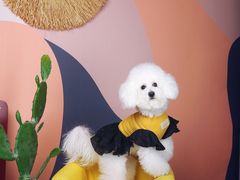 -超宠爱宠物摄影-Super pet