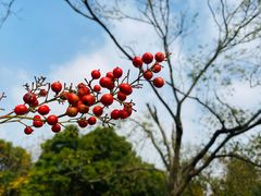 -上海滨江森林公园