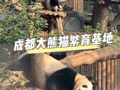 -成都大熊猫繁育研究基地