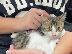 -关爱宠物医院·猫科中心·消化科(滨湖万达分院)