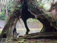 -阿里山神木遗迹