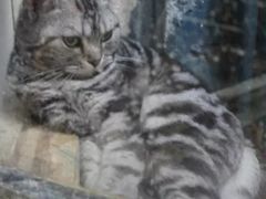 -猫咪博物馆(顶澳仔猫街店)