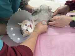 -北京观赏动物医院·24小时大型综合·猫专科·异宠专科