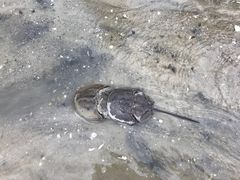 -红树林天天赶海