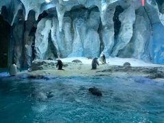 -帝企鹅自助餐厅•儿童岛•真企鹅(长隆企鹅酒店)