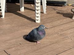 -台场海滨公园船码头