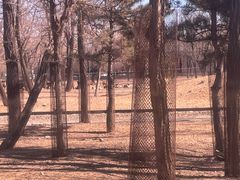 -秦皇岛野生动物园