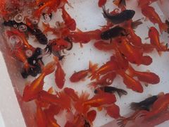 -华声天桥民俗文化园