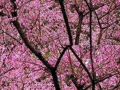 -重庆市江北嘴中央商务区中央公园