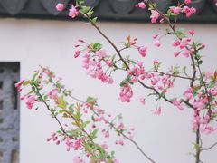 -莫愁湖公园