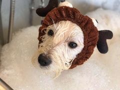 -PETKIT小佩宠物(古北店)