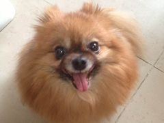 -彩虹桥宠物火化殡葬善终服务(金乐大厦店)