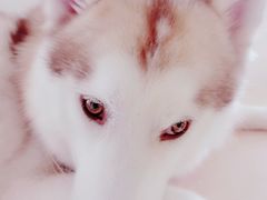 -Husky Go! 哈士奇体验馆·宠物咖啡厅狗咖
