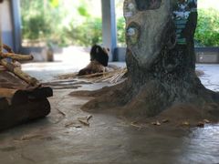 -海南热带野生动植物园