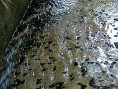山坑螺-荔枝园美食山庄(贞山风景区店)
