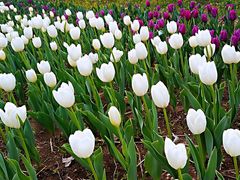 -长春公园(普阳街道)