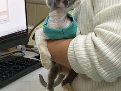 -佳怡动物医院·平价24小时·猫专科骨外科