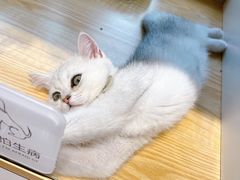-PETKIT 小佩宠物·德文赛凯猫舍