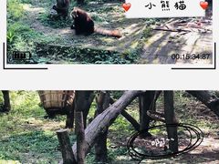 -成都大熊猫繁育研究基地
