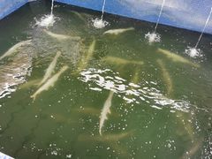 -鸿渡渔庄·特色鸭咀鱼