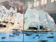 -帝企鹅自助餐厅•儿童岛•真企鹅(长隆企鹅酒店)