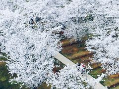 -天王浮山樱花园