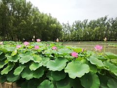 -滕州微山湖红荷湿地景区