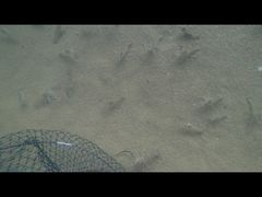 -会江钓鱼钓虾烧烤场