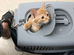 -爱侣宠医·鹦鹉专科·小型哺乳类·异宠专科(灵石路店)