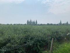 -金谷域澳洲庄园