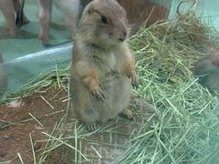 -藦茜花园宠物主题亲子互动体验馆(国顺东路店)