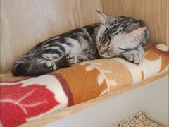 -客栈猫舍(中央北路店)