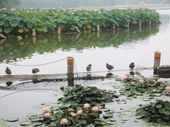 -莲花池公园