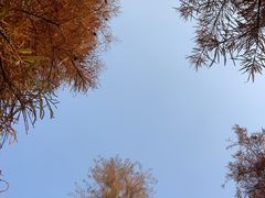 -番禺大夫山森林公园