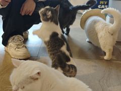 -猫咖时代(中山亭店)