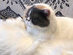-平行世界·猫咖(首经贸店)
