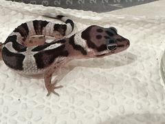 -酷以爬仙阁实体爬宠店·守宫·蜥蜴·专业繁育