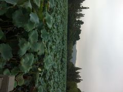 西湖游船码头-西湖游船