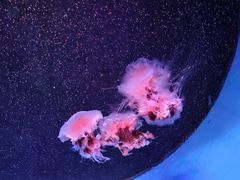 -长沙海底世界