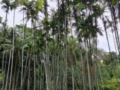 -中国科学院西双版纳热带植物园