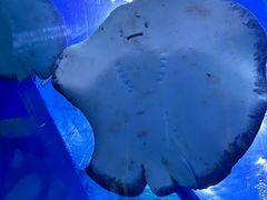 -上海海昌海洋公园